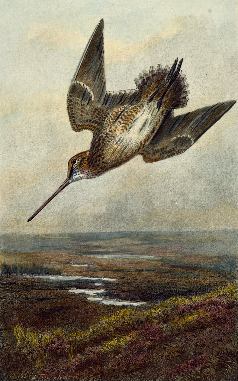 Erdei szalonka alkotó: Archibald Thorburn