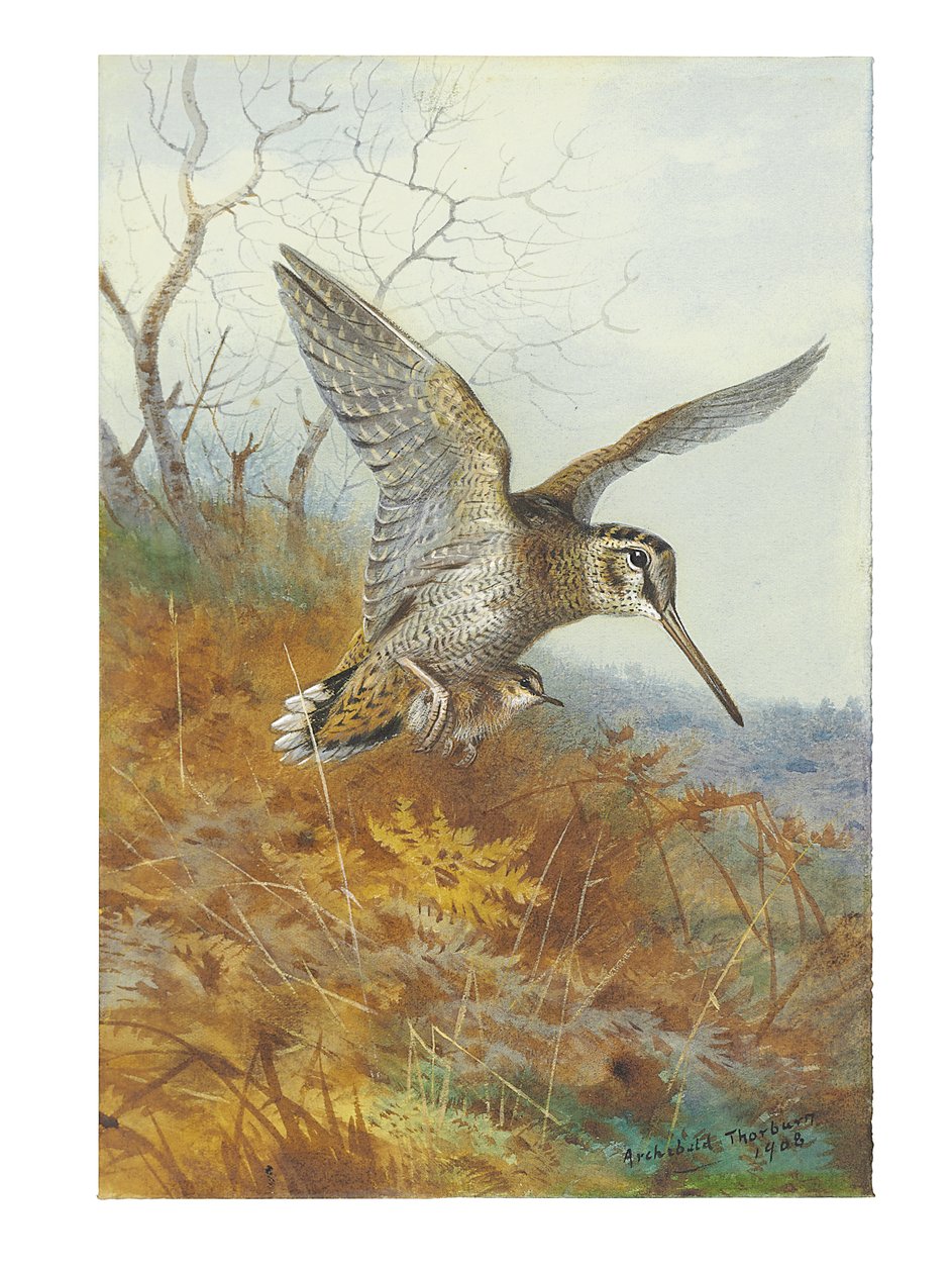 Woodcock és Young alkotó: Archibald Thorburn