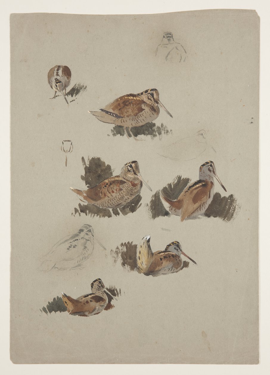Woodcock, 1915 körül (akvarell és testfesték ceruzával, papíron) alkotó: Archibald Thorburn