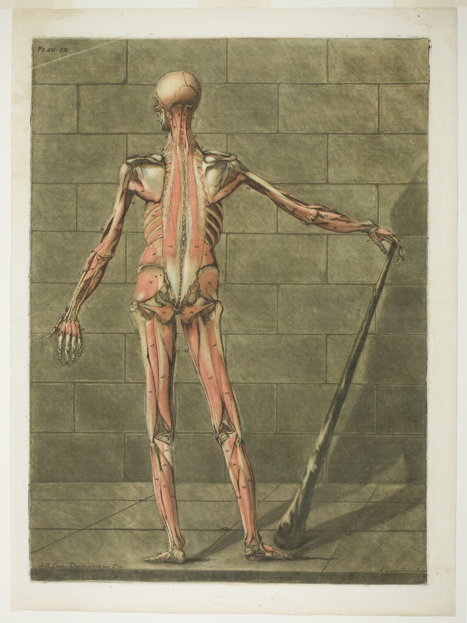 Az izomember hátsó nézete, kilencedik lemez a Complete Anatomy Course-ból alkotó: Arnauld Eloi Gautier D