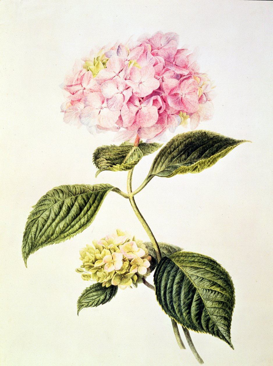 PD.64-1975 Hydrangea hydrangea alkotó: Arnoldus Bloemers