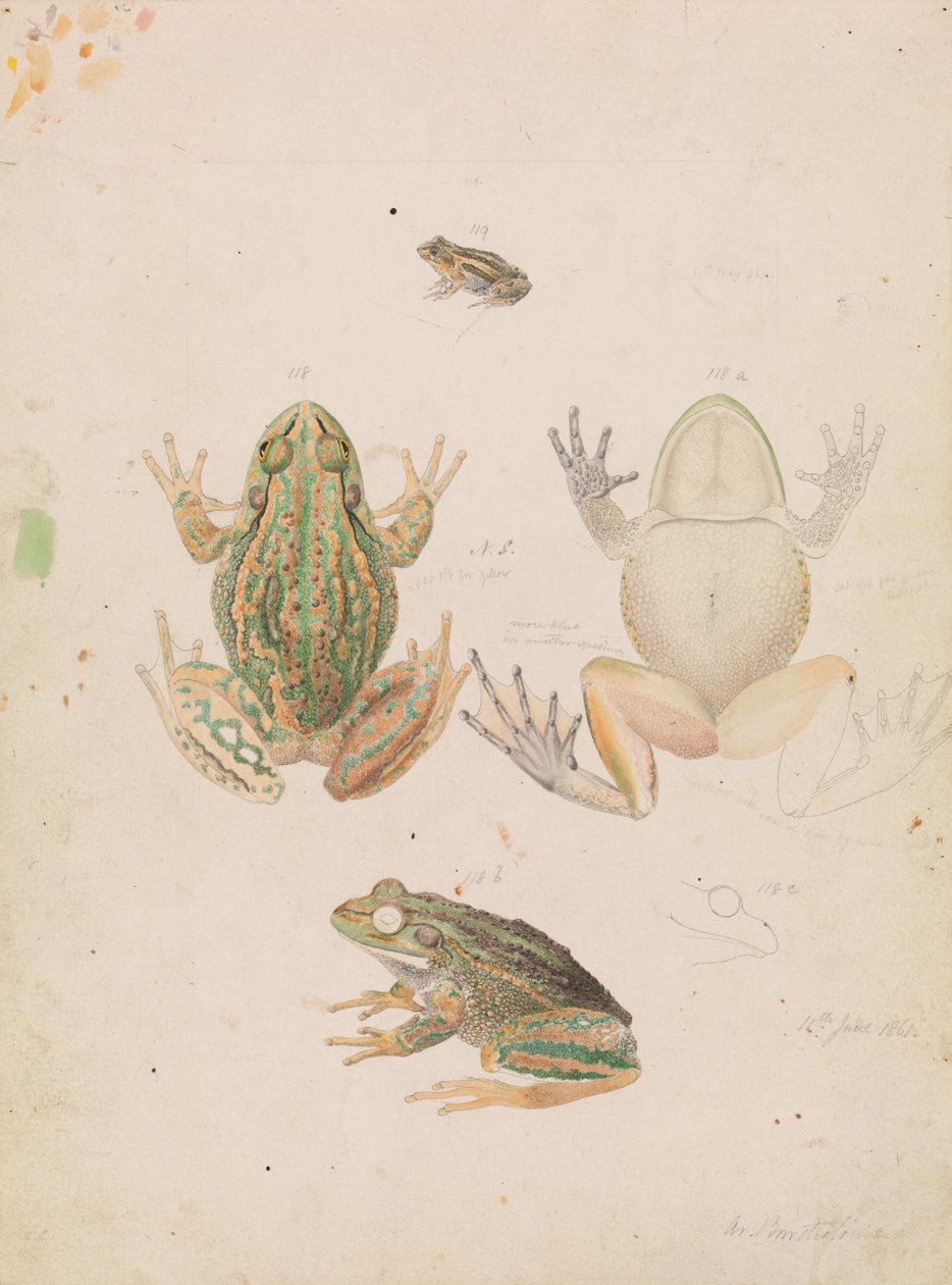 Morgó füves béka, Litoria raniformis alkotó: Arthur Bartholomew