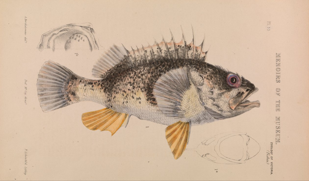 Óceáni sügér, Helicolenus percoides alkotó: Arthur Bartholomew
