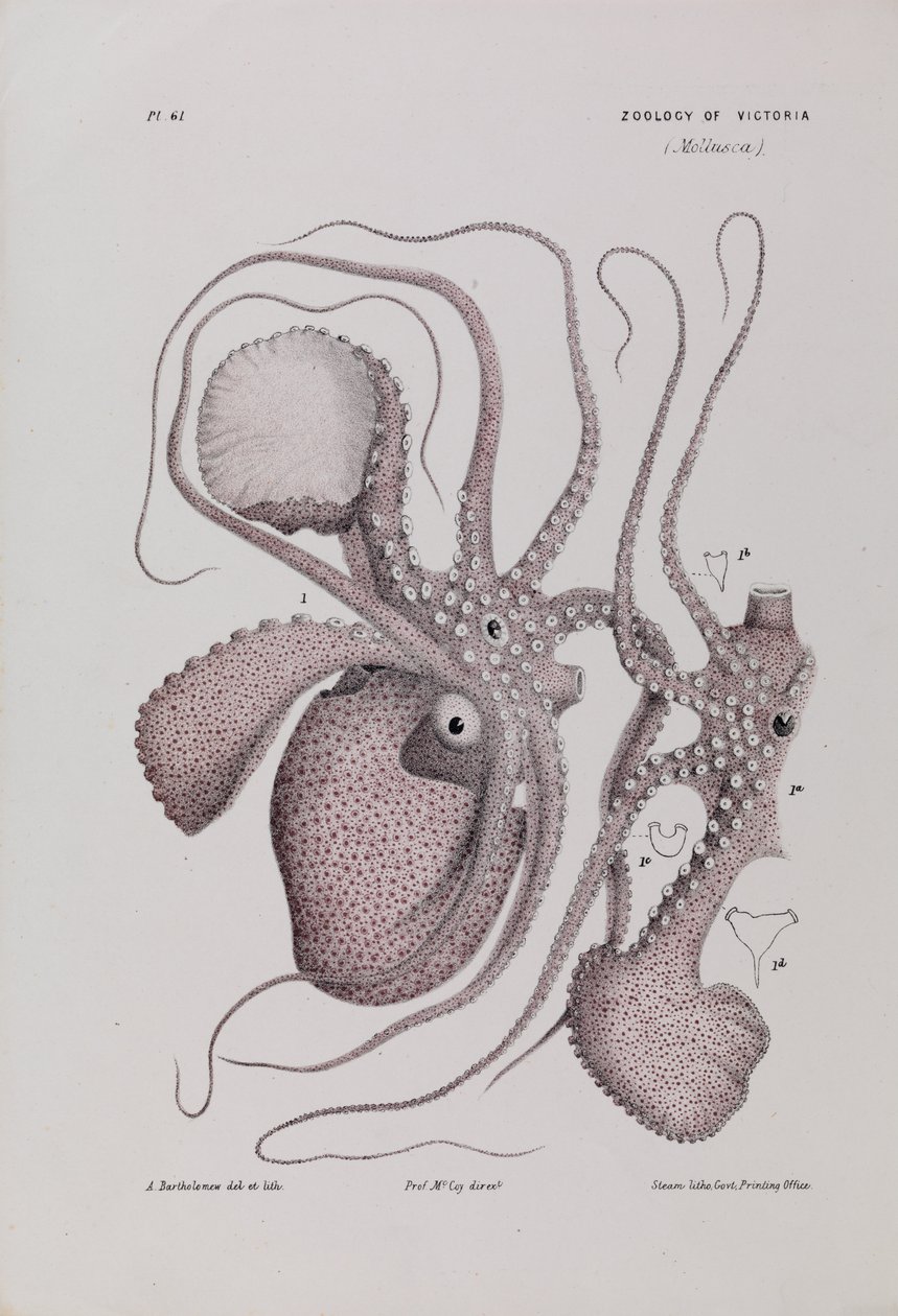 Papír Nautilus, Argonauta nodosa alkotó: Arthur Bartholomew