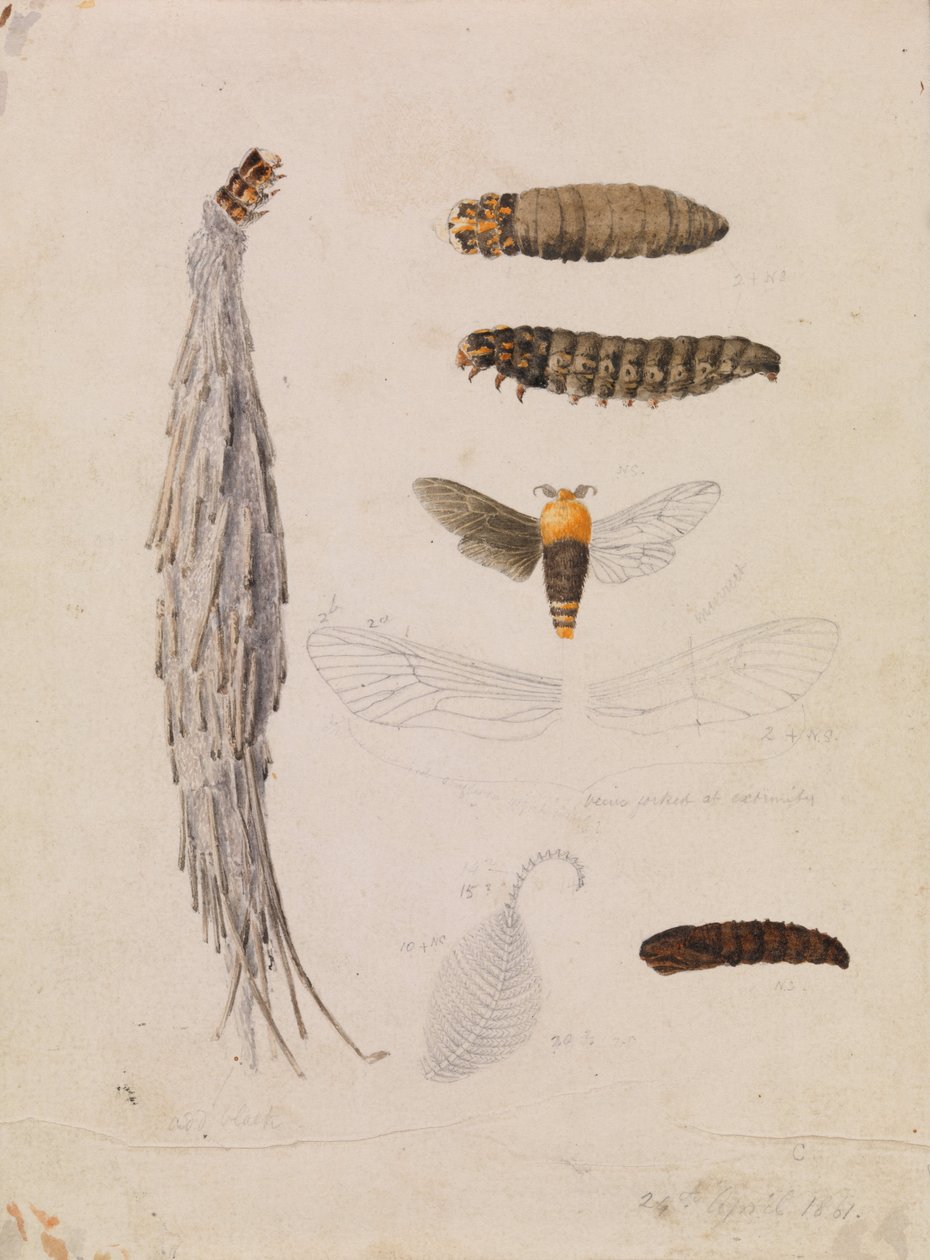 Saunders Case-Moth, Metura elongatus alkotó: Arthur Bartholomew