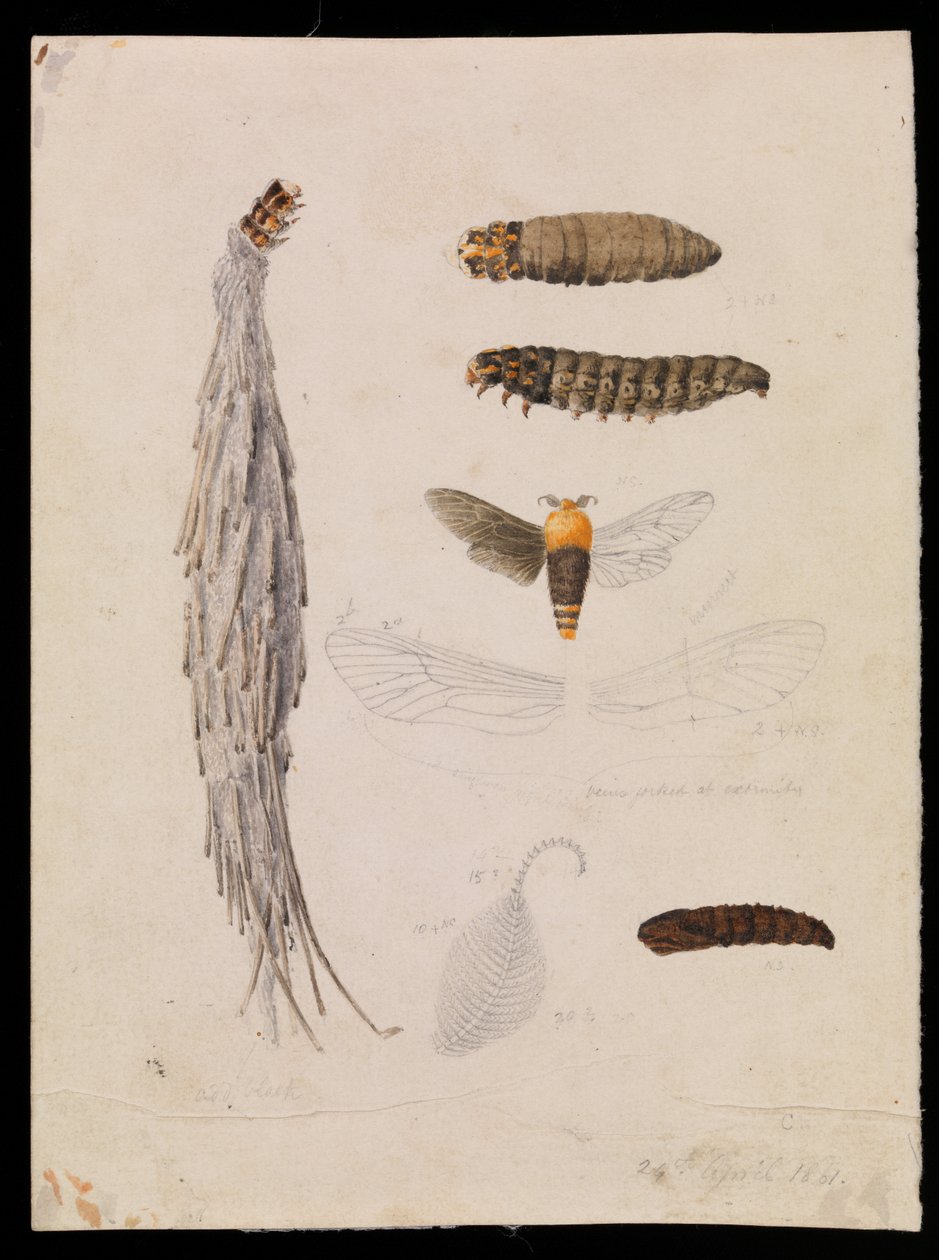 Saunders Case-Moth, Metura elongatus alkotó: Arthur Bartholomew