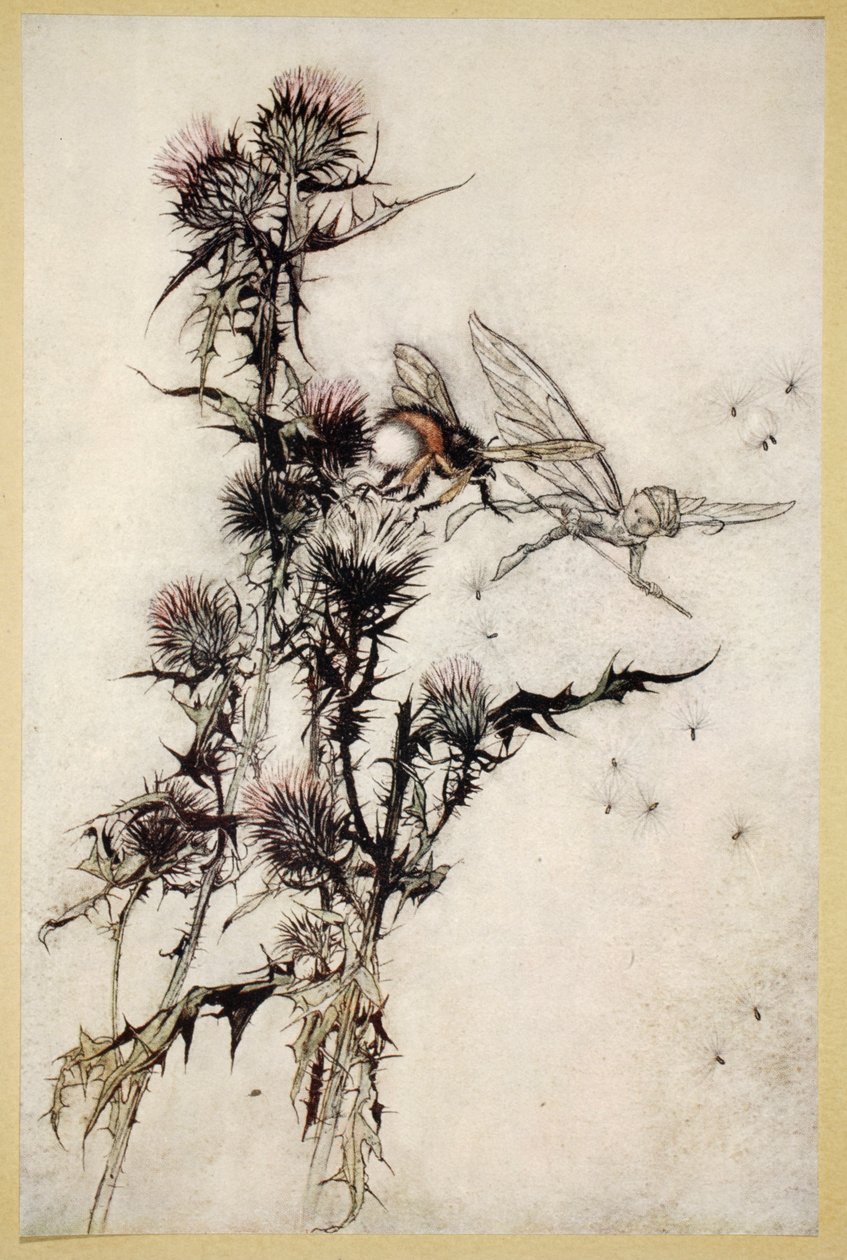 Ölj meg egy vörös csípőű alázatos méhet egy bogáncs tetején, illusztráció William Shakespeare 1908-as Szentivánéji álom című művéből alkotó: Arthur Rackham