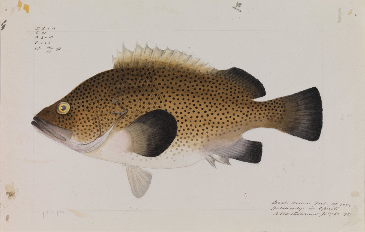 Kelet -Wirra, Acanthistius ocellatus alkotó: Arthur Bartholomew