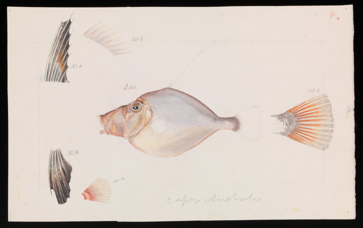 Silver Dory, Cyttus australis alkotó: Arthur Bartholomew