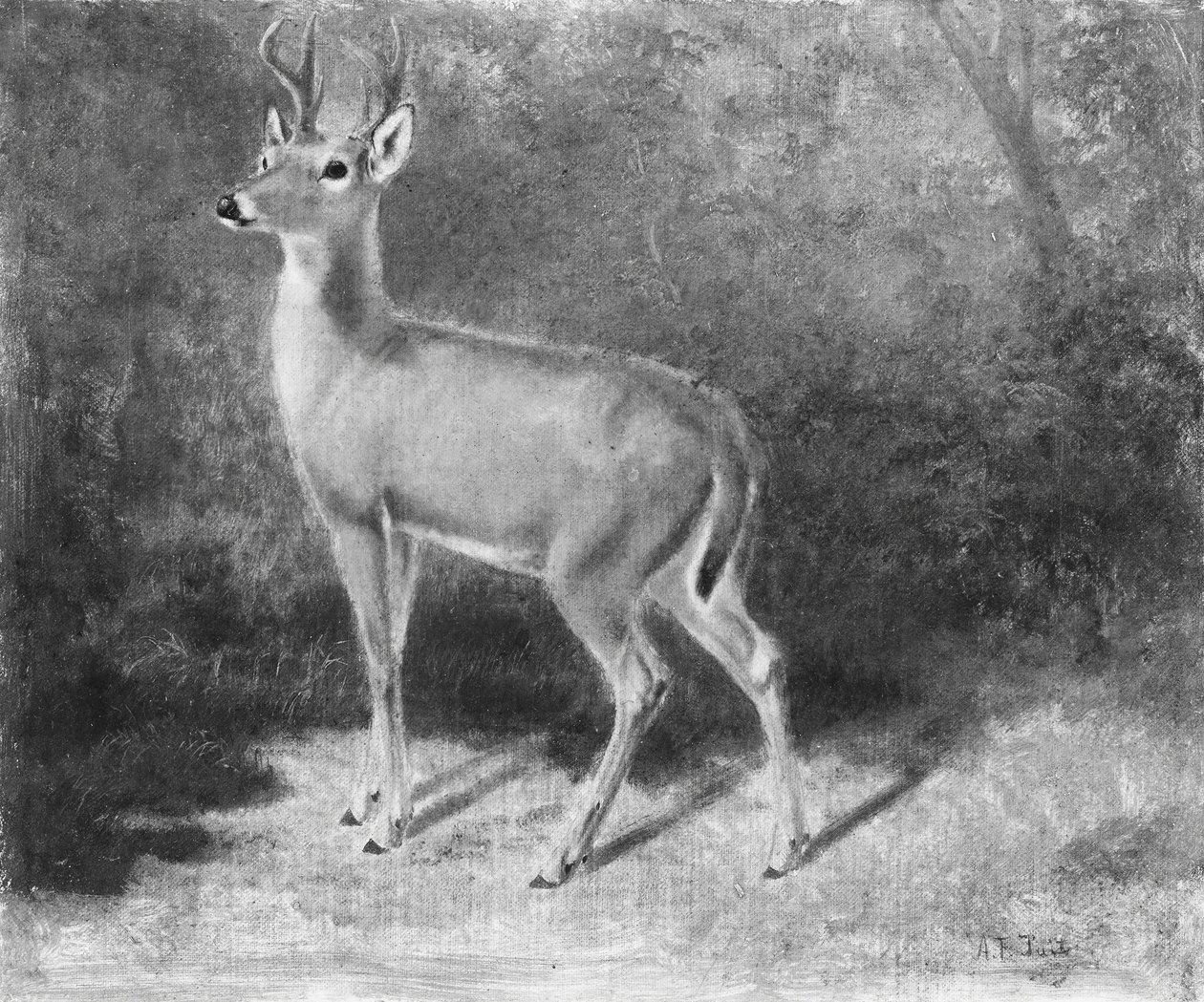 DeerSketch a természetből, kb. 1882. alkotó: Arthur Fitzwilliam Tait
