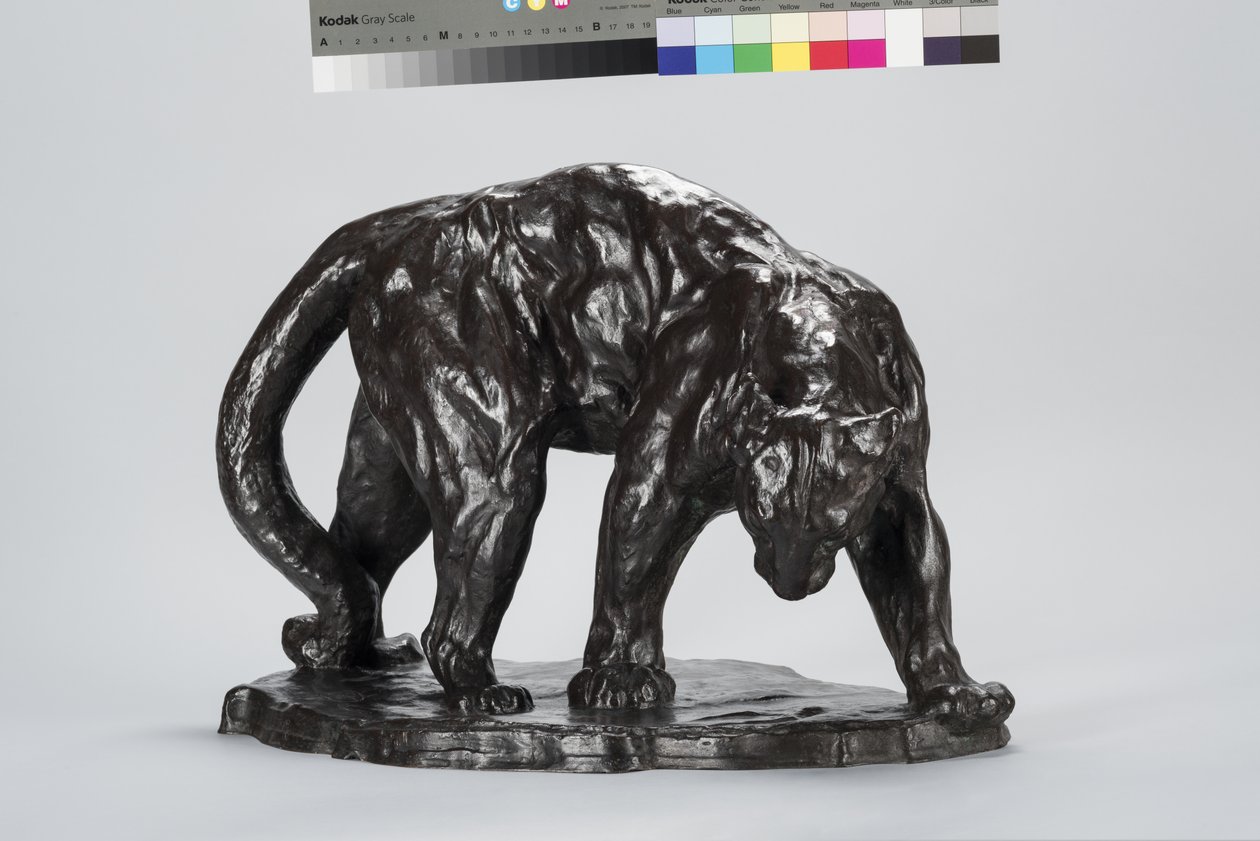 Nagy Puma Smeling Ox Track alkotó: Arthur Putnam