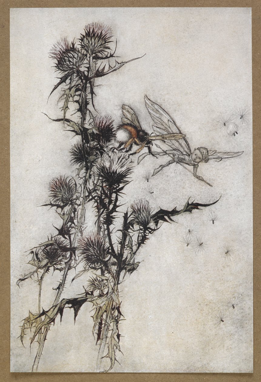 Ölj meg egy vörös csípő alázatos méhet a bogáncs tetején. Jelenet a Szentivánéji álomból. alkotó: Arthur Rackham