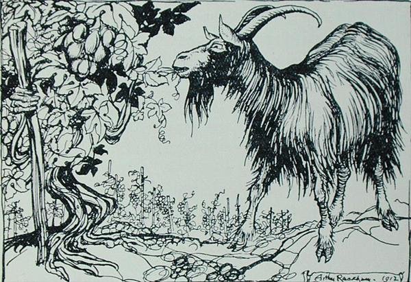 A kecske és a szőlő, illusztráció az „Aesopus meséiből”, kiadó: Heinemann alkotó: Arthur Rackham