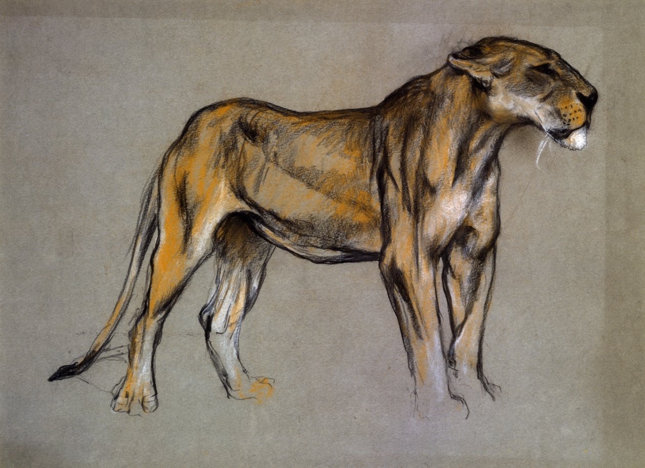 Oroszlán, 1900 körül (pasztell szürke papíron) alkotó: Arthur Wardle