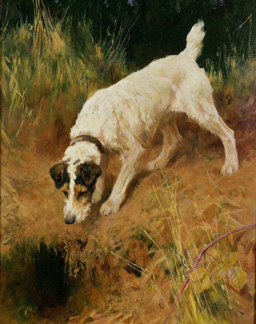 Foxi alkotó: Arthur Wardle
