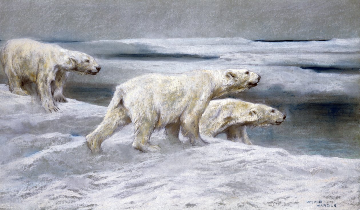 Jegesmedvék, 1900 körül (színes kréták szürke papíron) alkotó: Arthur Wardle