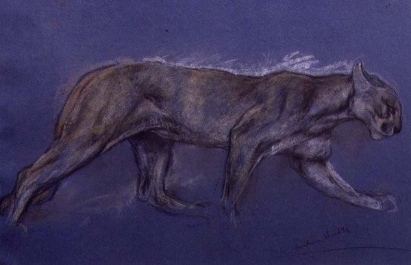 Puma (kréta papíron) alkotó: Arthur Wardle
