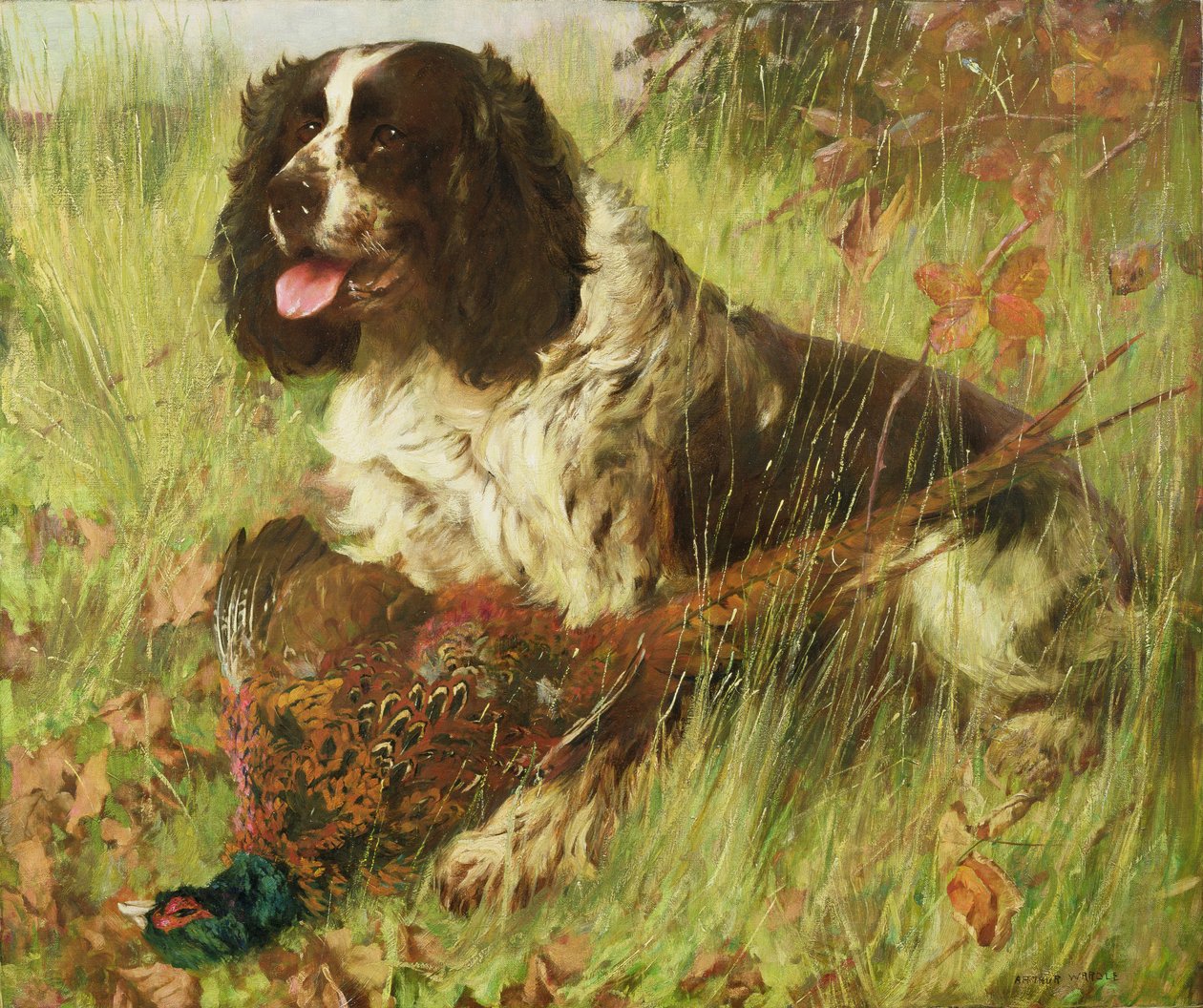 Springer spániel fácánnal alkotó: Arthur Wardle
