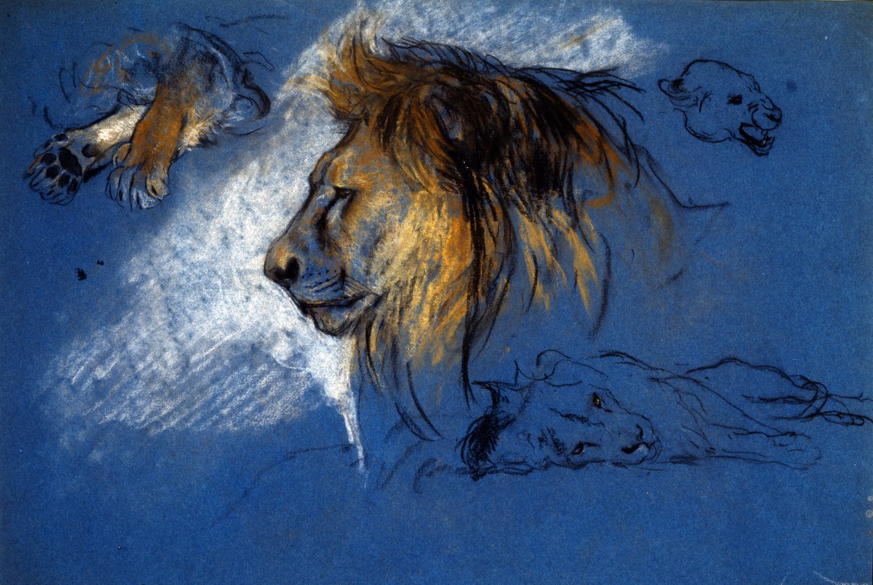 Oroszlántanulmány, 1905 körül (pasztell, kék papíron) alkotó: Arthur Wardle
