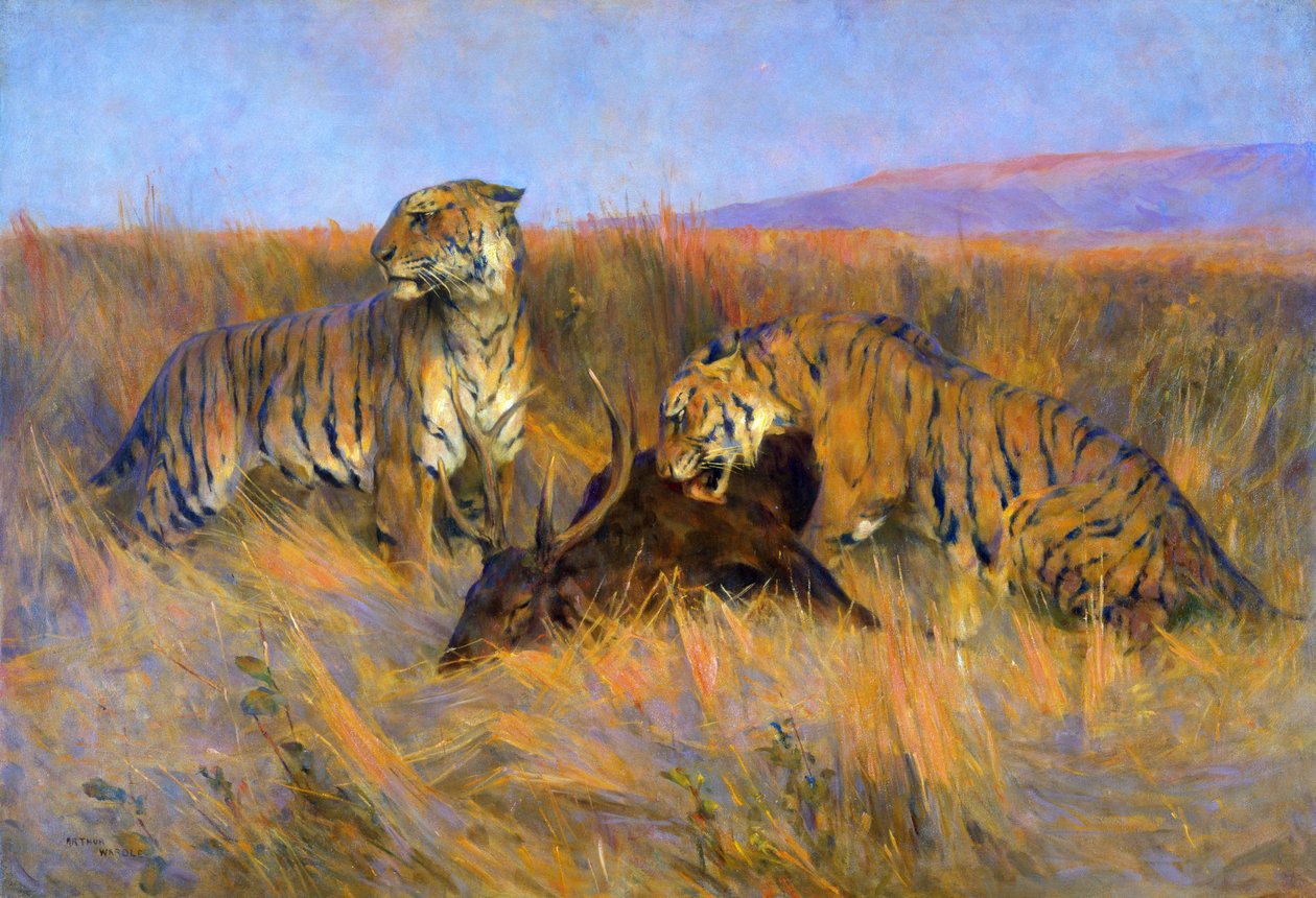 Tigers at Kill (olaj, vászon) alkotó: Arthur Wardle