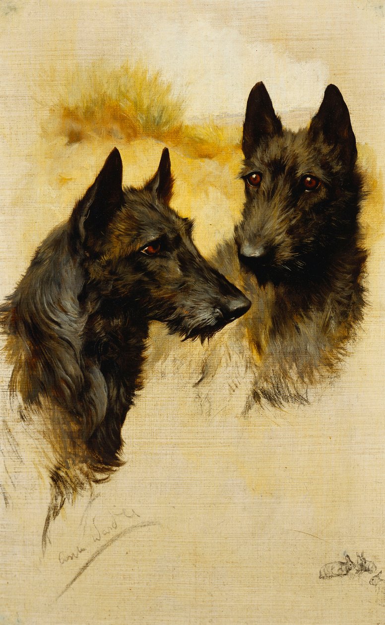 Két skót terrier (olaj, vászon) alkotó: Arthur Wardle