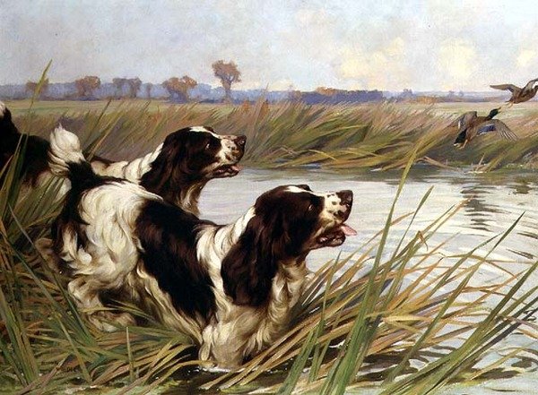 Két Springer tőkés kacsát kerget alkotó: Arthur Wardle