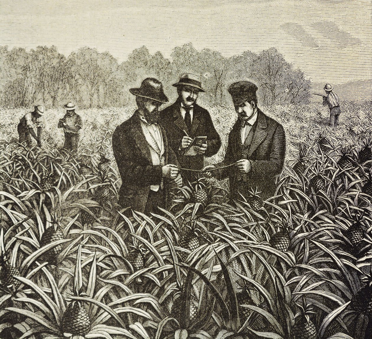 Anglia (19. század). Gyarmatosítás (1880). Bahamai ananász ültetése. Angol gyarmat New Providence szigetén. Az ananász volt az egyik legfontosabb exporttermék Nassau kikötőjéből. Metszet. Magángyűjtemény alkotó: Artist Unknown