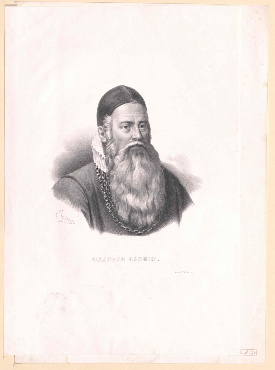 Kaspar Bauhin alkotó: Artist Unknown