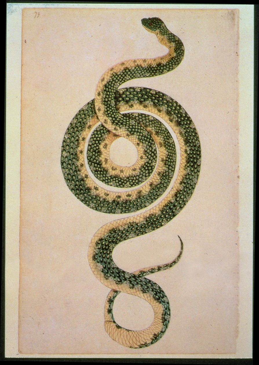 Kígyó (metszet) alkotó: Artist Unknown