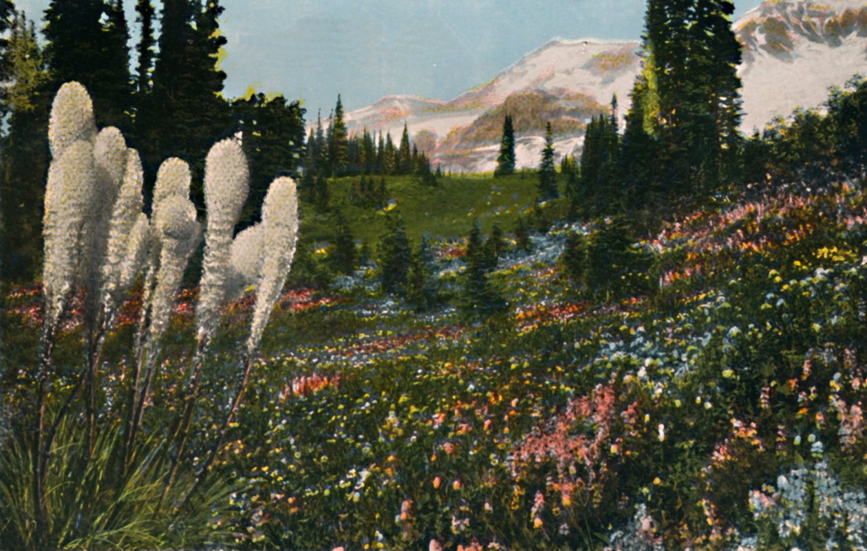 Indian Basket Grass nő a Mount Rainier Nemzeti Parkban, 1916 alkotó: Asahel Curtis