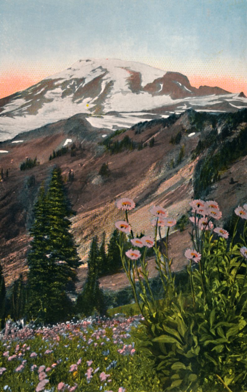 Purple Asters, a Mount Rainier Nemzeti Parkban, 1916 alkotó: Asahel Curtis
