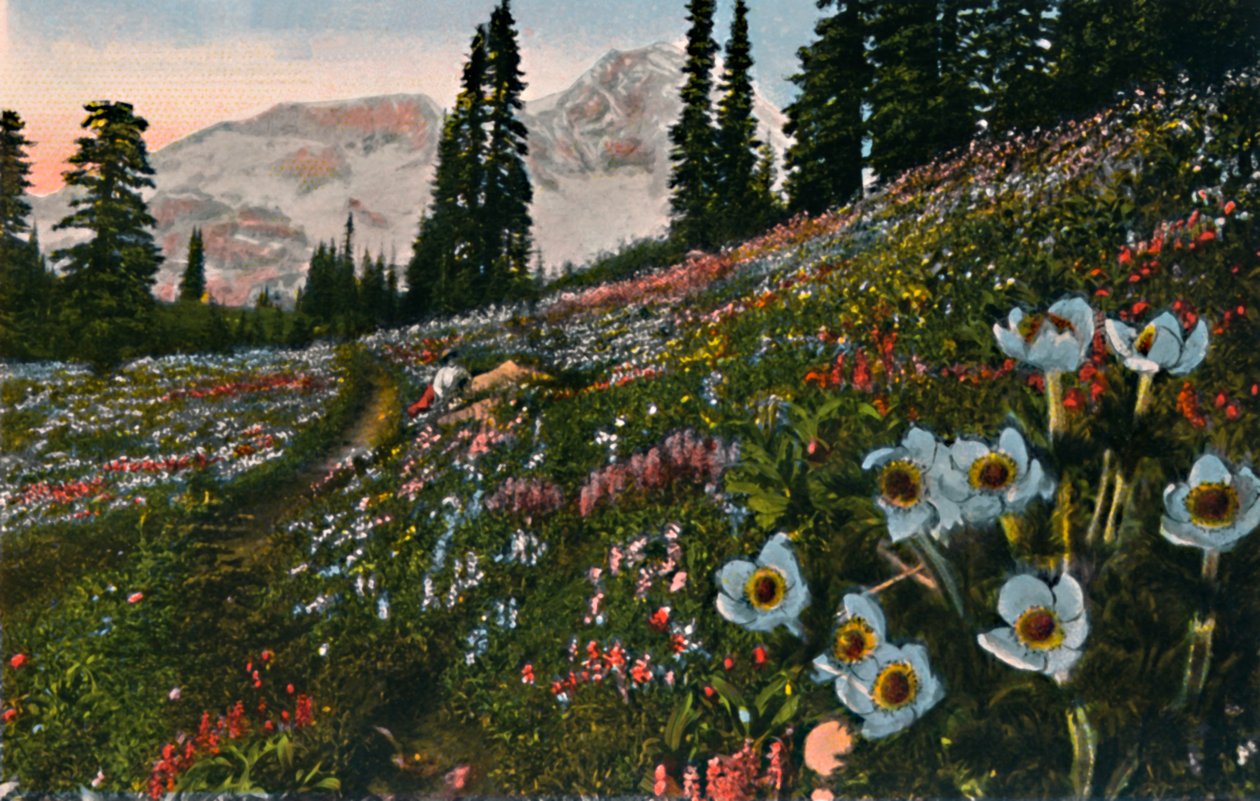 Az Anemone a Mount Rainier Nemzeti Parkban, 1916 alkotó: Asahel Curtis