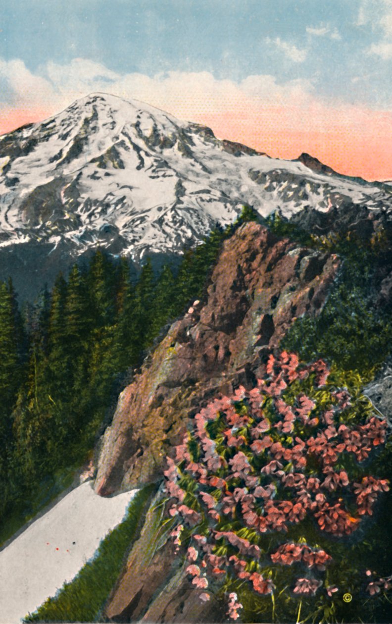 A kankalin a Rainier-hegyen, 1916 alkotó: Asahel Curtis