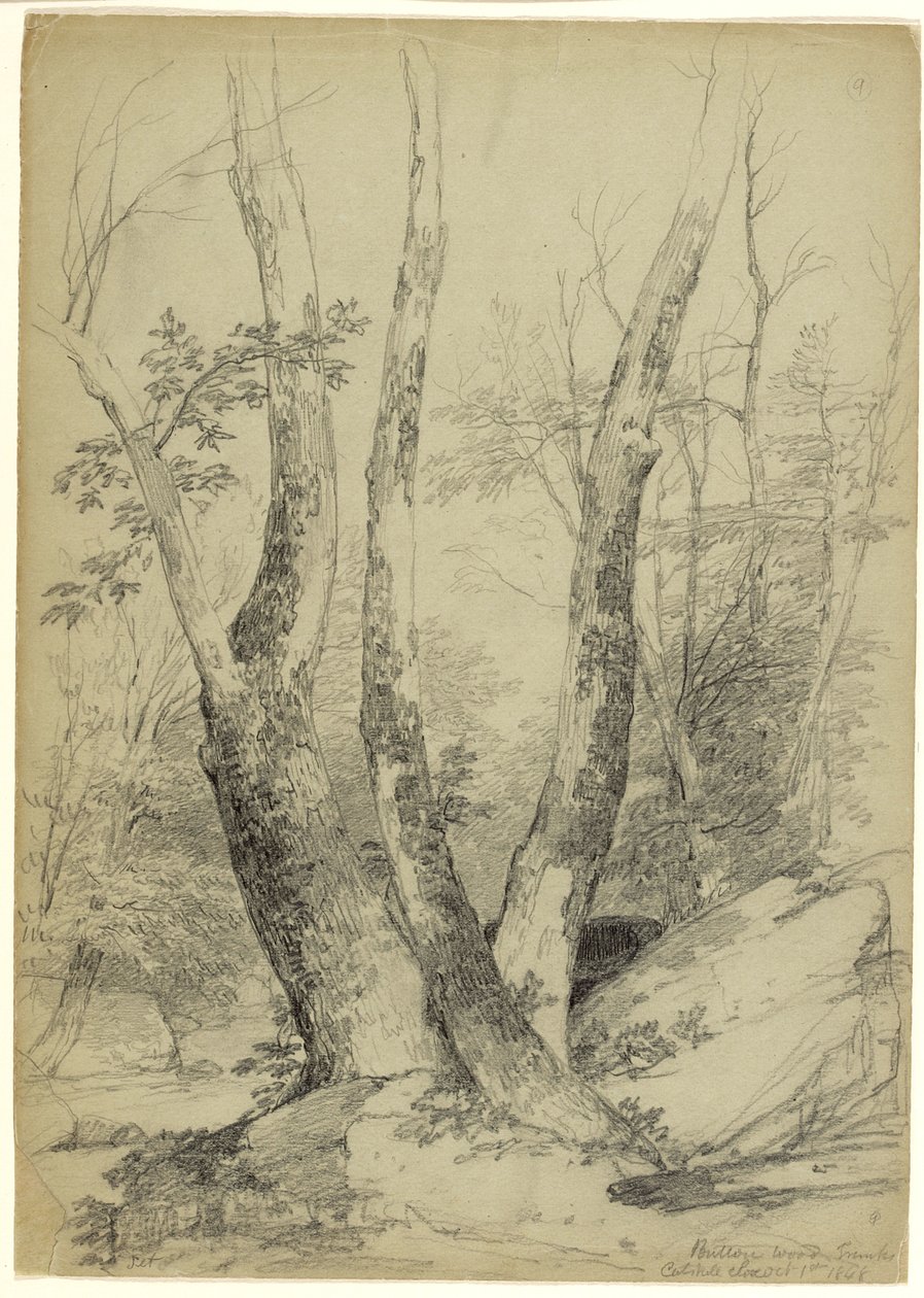 Gombfatörzsek, Catskill Clove, New York, 1848 (grafit, szürkészöld papír) alkotó: Asher Brown Durand