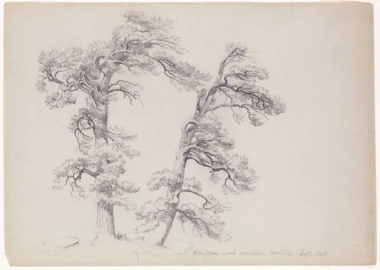 Pitch Pines, North Mountain, Catskills, New York, 1848 (grafit szürke-zöld papíron) alkotó: Asher Brown Durand