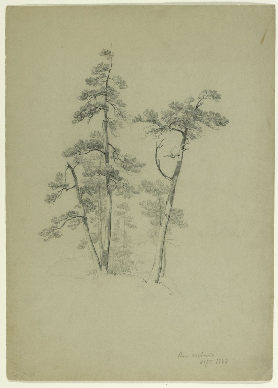 Study of Trees, Pine Orchard, Catskill, New York, 1848 (grafit szürke-zöld papíron) alkotó: Asher Brown Durand