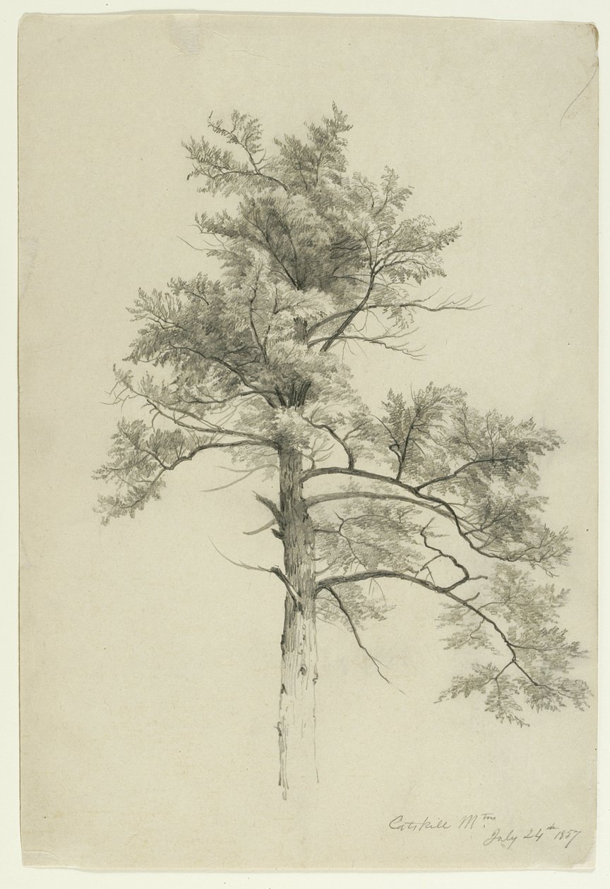 Tree Study, Catskill Mountains, New York, 1857 (grafit bézs papíron) alkotó: Asher Brown Durand