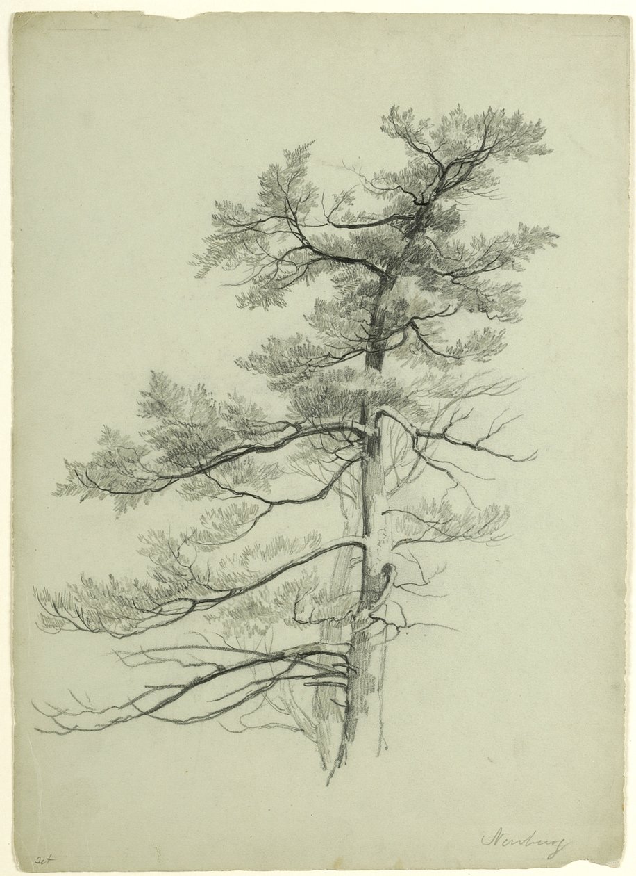Tree Study, Newburgh, New York, 1849 (grafit szürke-zöld papíron) alkotó: Asher Brown Durand