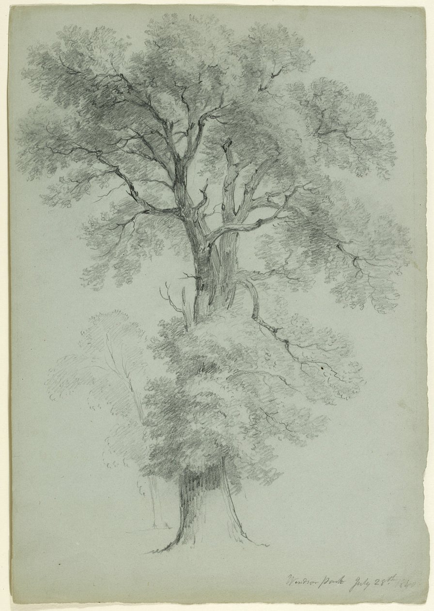 Fatanulmány, Windsor Park, Anglia, 1840 (grafit, szürkészöld papír) alkotó: Asher Brown Durand
