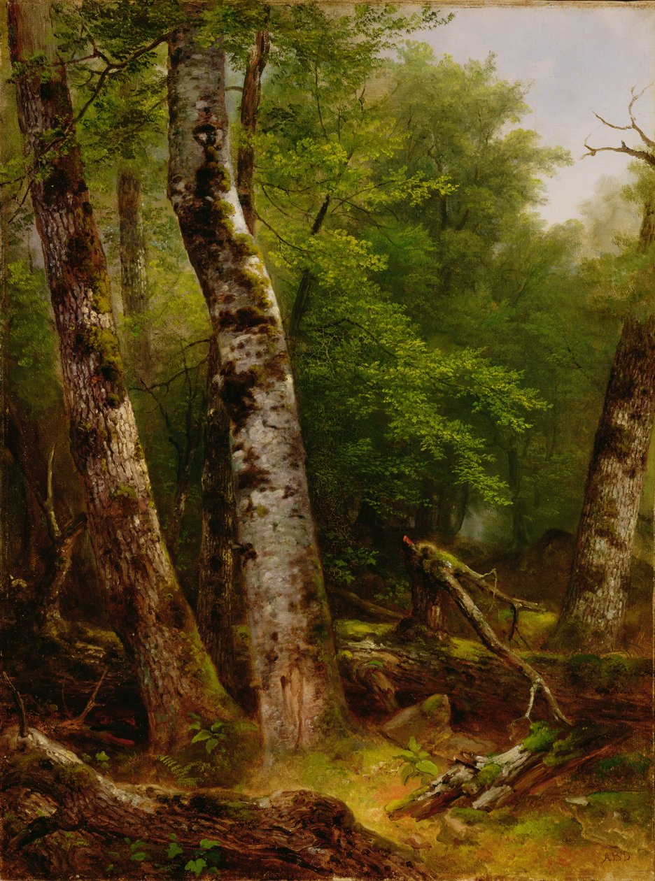 Nyír és juhar, 1855 alkotó: Asher Brown Durand