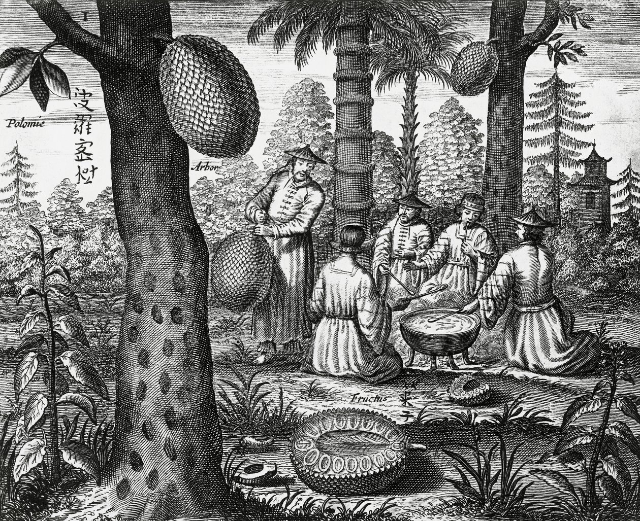 Kínai gyümölcsök (Arbor polomie, kínai papaya), metszet a kínai emlékművekről alkotó: Athanasius Kircher