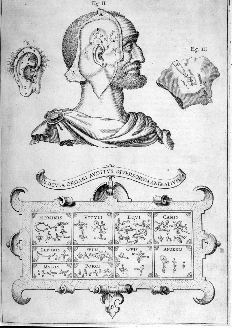 Emberi hallás és más állatfajok – Athanasius Kircher „Musurgia Universalis”-ból, Róma 1600 alkotó: Athanasius Kircher