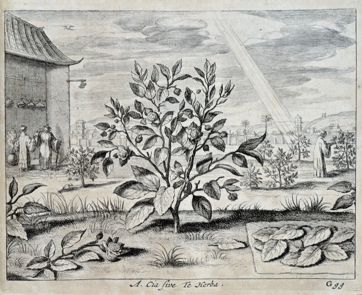 Le Camellia – „Kínában” – Athanase Kircher (vagy Athanasius Kircheri) alkotó: Athanasius Kircher
