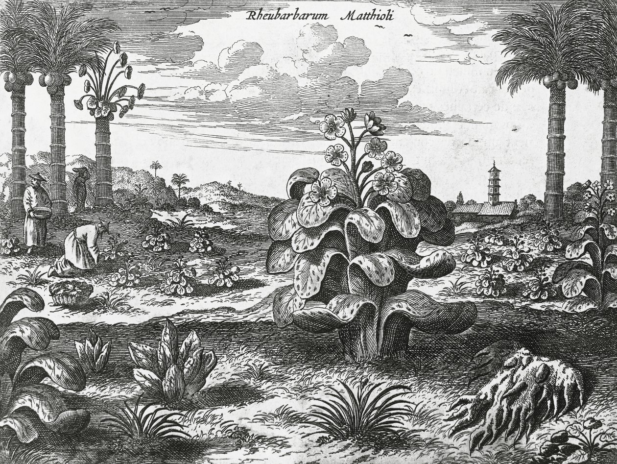 Rebarbara növény, metszet a kínai emlékművekről alkotó: Athanasius Kircher