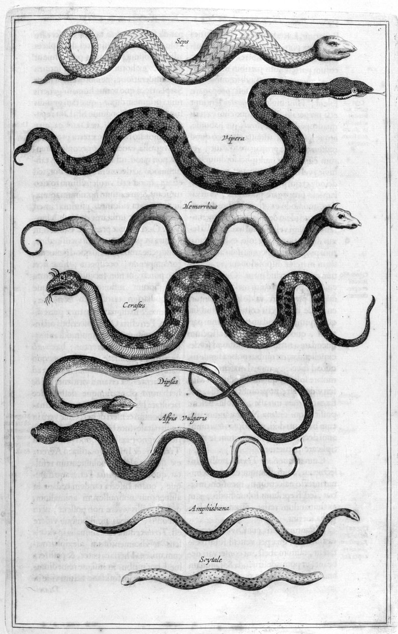 A kígyók fajtái, az Arca Noe-tól alkotó: Athanasius Kircher