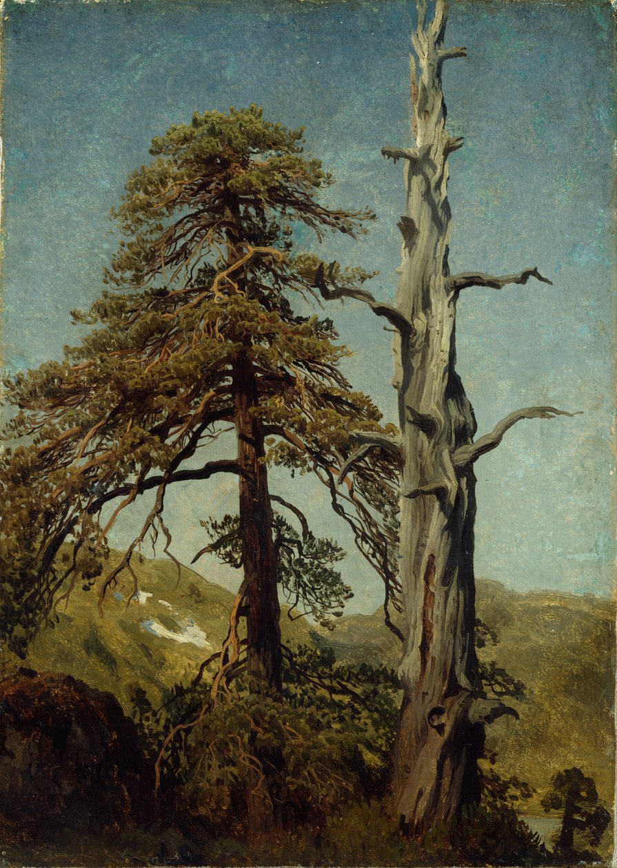 Fák tanulmányozása alkotó: August Cappelen