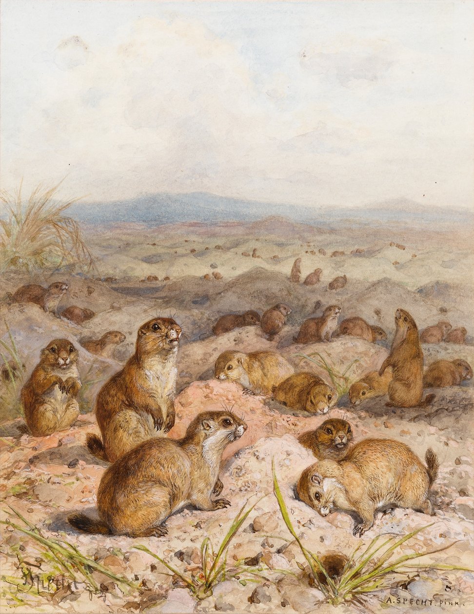 Marmots at their Burrows (wc on paper) alkotó: August Specht