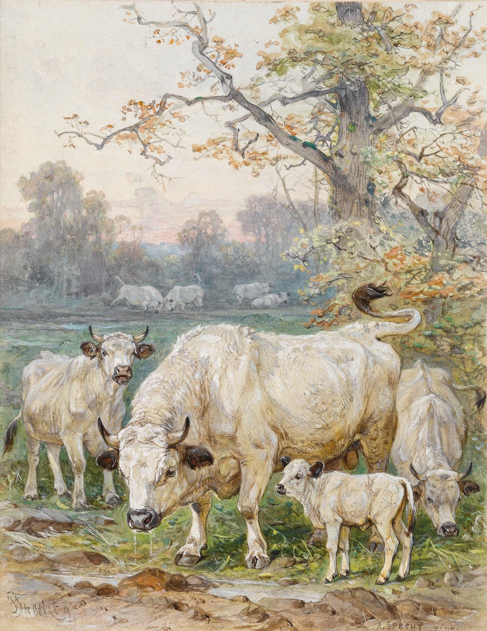 Park Cattle (wc papíron) alkotó: August Specht