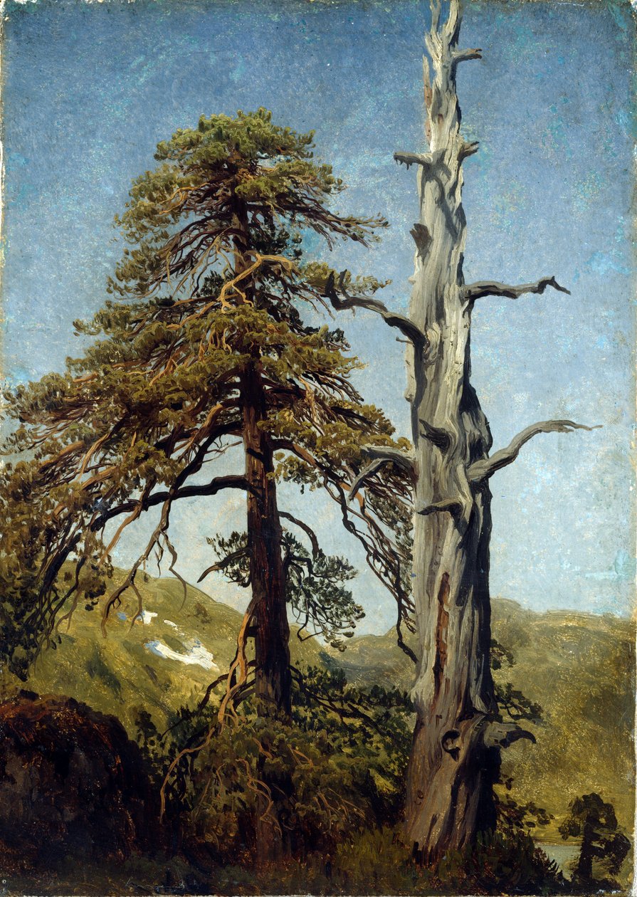 ""Study of trees, Norvégia"" August Cappelen (1827-1852) festménye 1850 Nemzeti Művészeti Múzeum, Oslo, Norvégia alkotó: August Cappelen