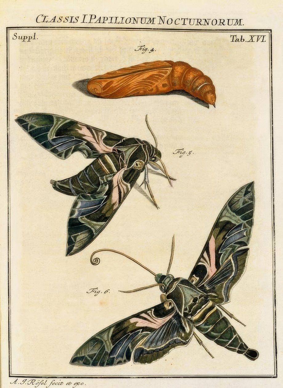 Butterfly Daphnis neri / Rösel v. R. alkotó: August Johann Rösel von Rosenhof
